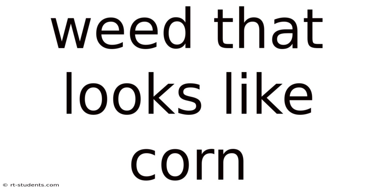 Weed That Looks Like Corn