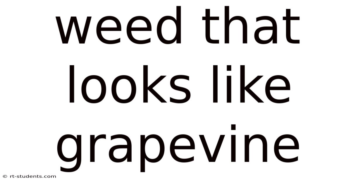 Weed That Looks Like Grapevine