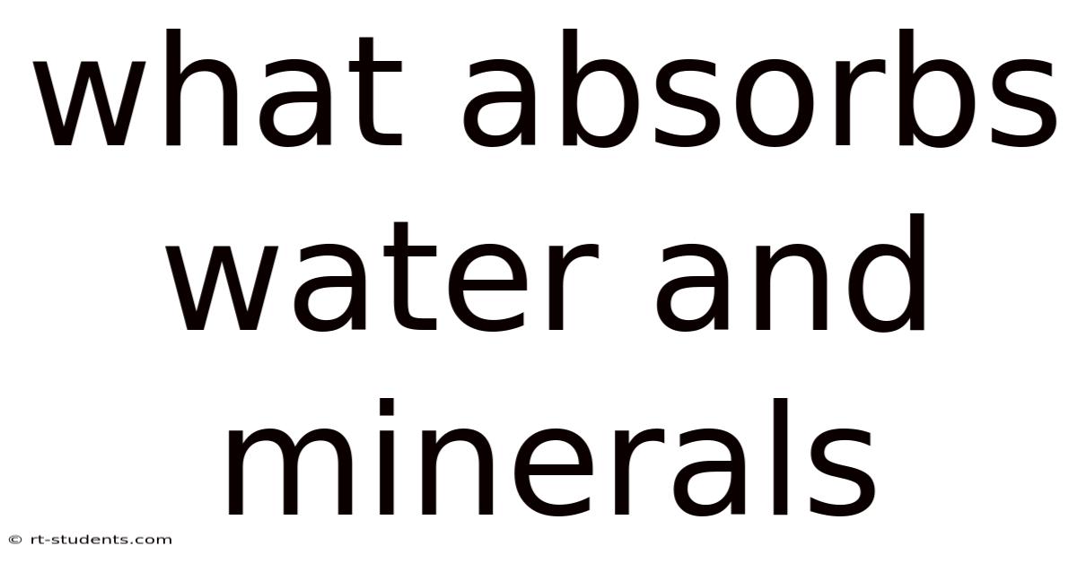 What Absorbs Water And Minerals