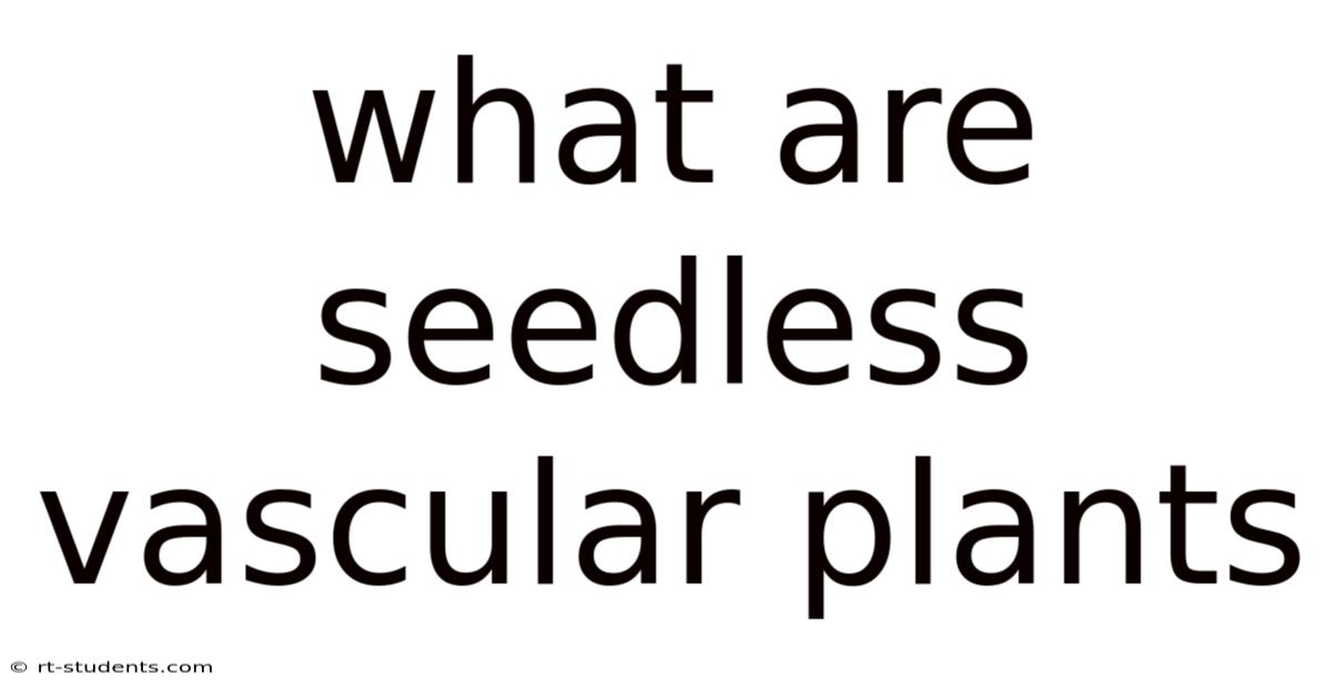 What Are Seedless Vascular Plants