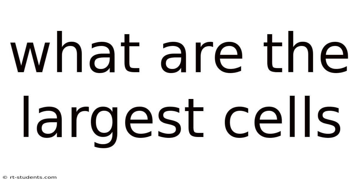 What Are The Largest Cells