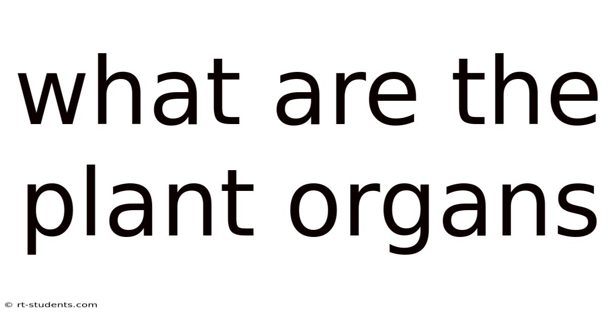 What Are The Plant Organs