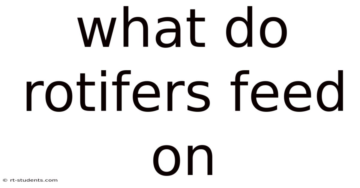 What Do Rotifers Feed On