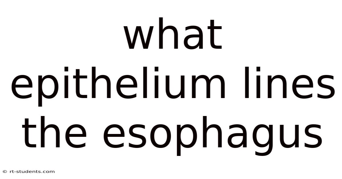 What Epithelium Lines The Esophagus