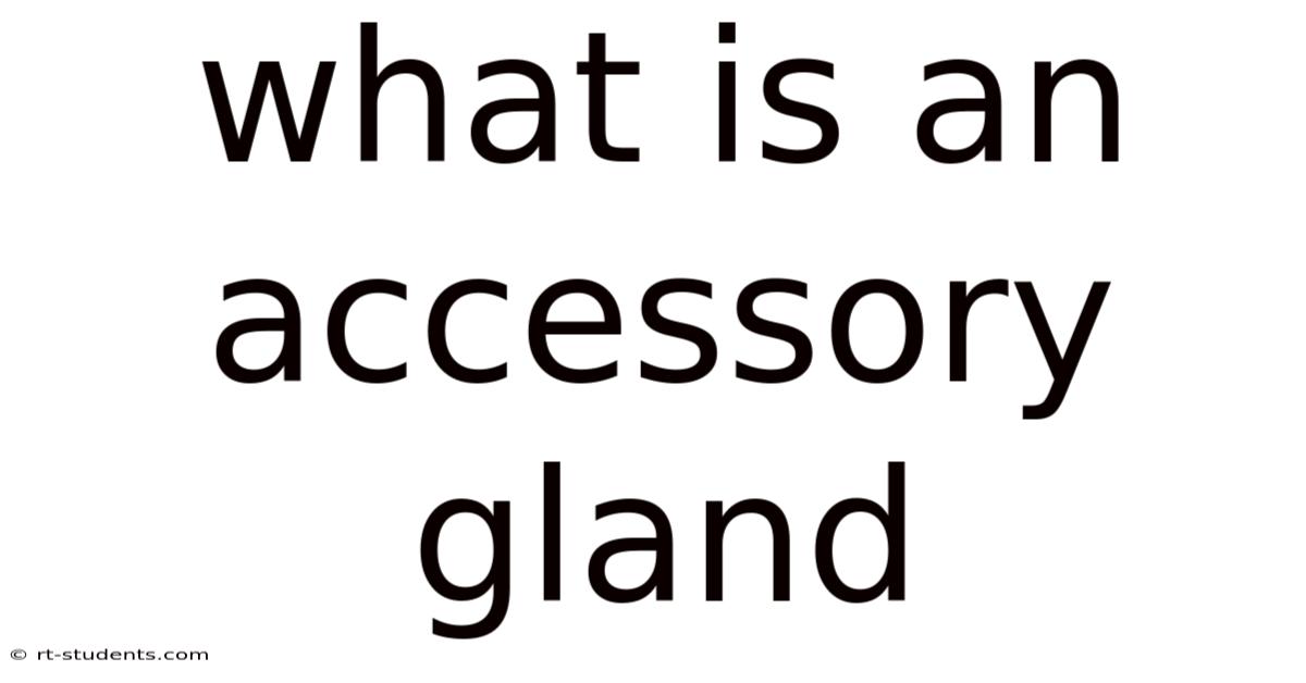 What Is An Accessory Gland