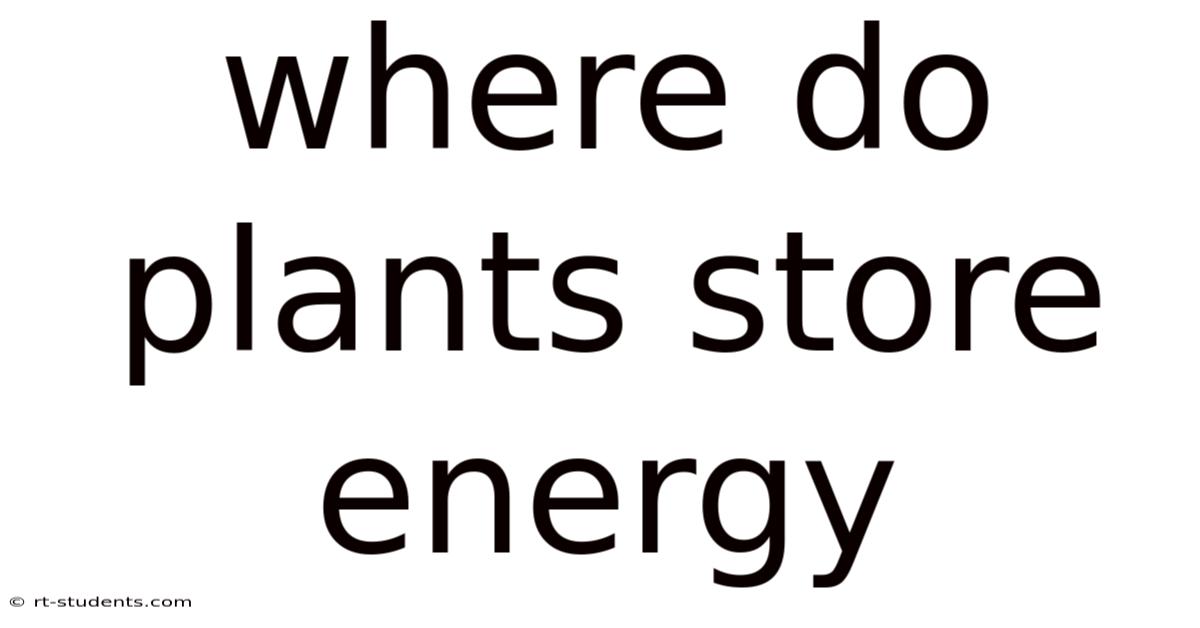 Where Do Plants Store Energy