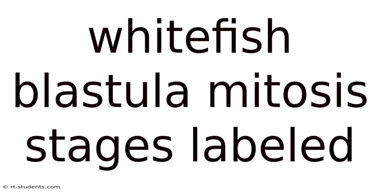Whitefish Blastula Mitosis Stages Labeled