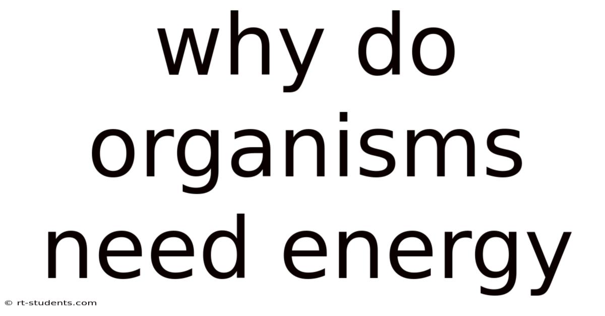 Why Do Organisms Need Energy