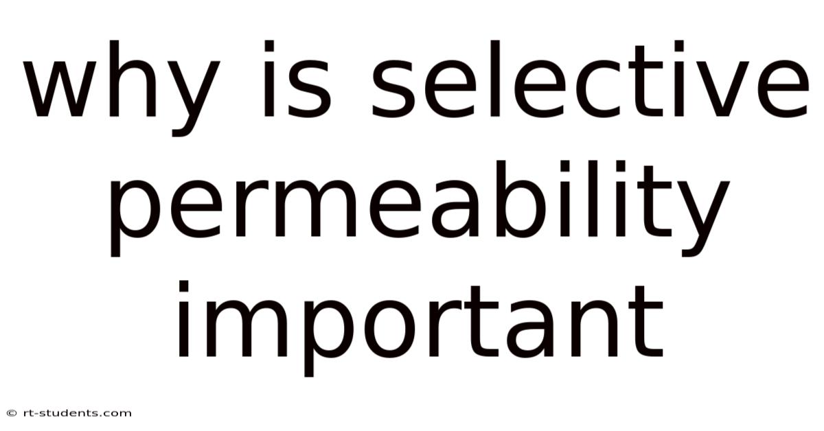 Why Is Selective Permeability Important